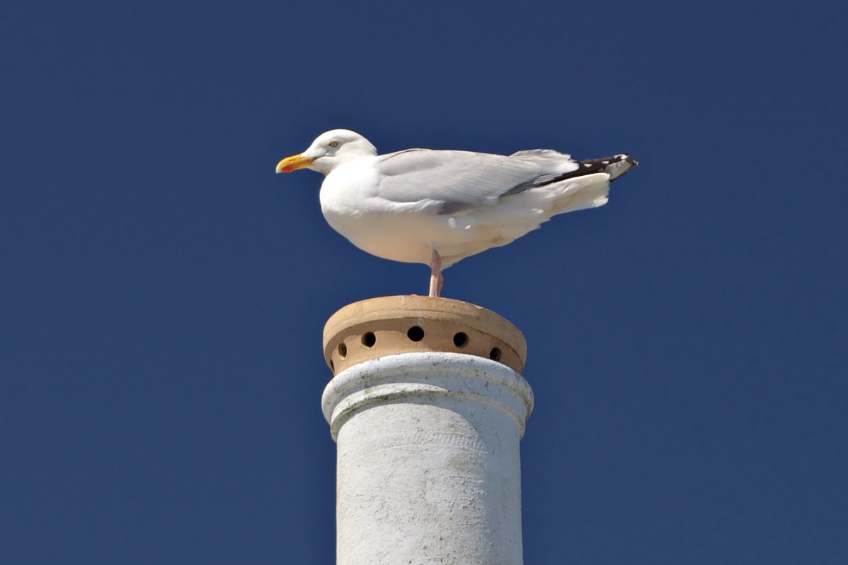 A seagull perched thoughtfully atop a chimney against the clear blue sky of Worthing, West Sussex
