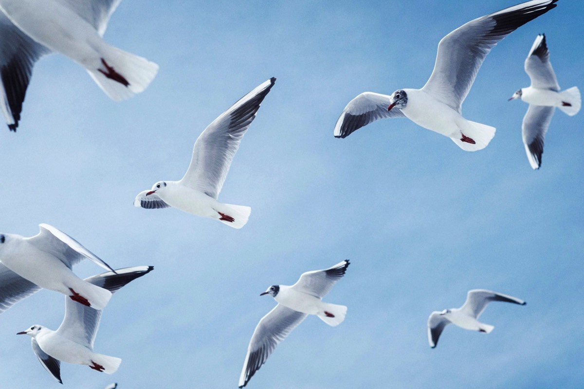 Seagulls soaring in a clear blue sky above the Worthing coast, symbolising freedom and emotional release