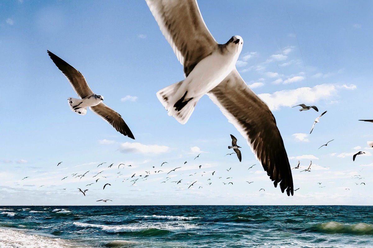 Seagulls flying over a choppy sea near Worthing, captured in motion against a bright sky